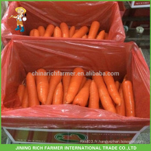 Haute qualité Chine Nouvelle culture Carrot frais S / M / L Taille
